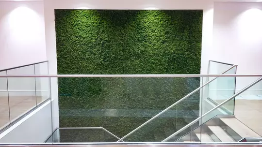 Zielona ściana z mchu w budynku