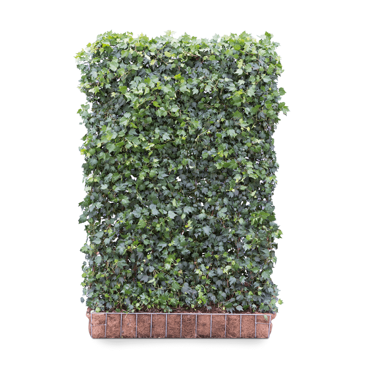 Hedera helix finished hedge 'Green Ripple' 120 / 180 cm