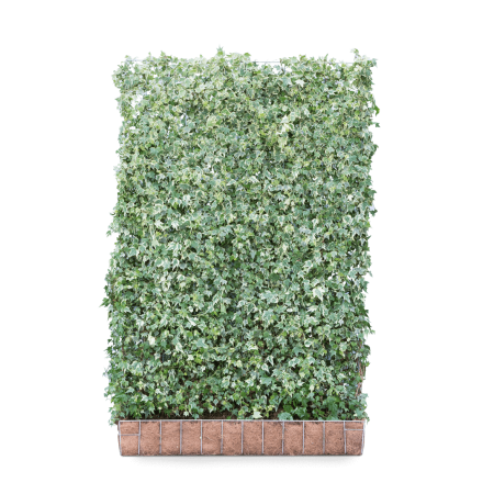 Hedera helix 'White Ripple' finished hedge 120 / 180 cm